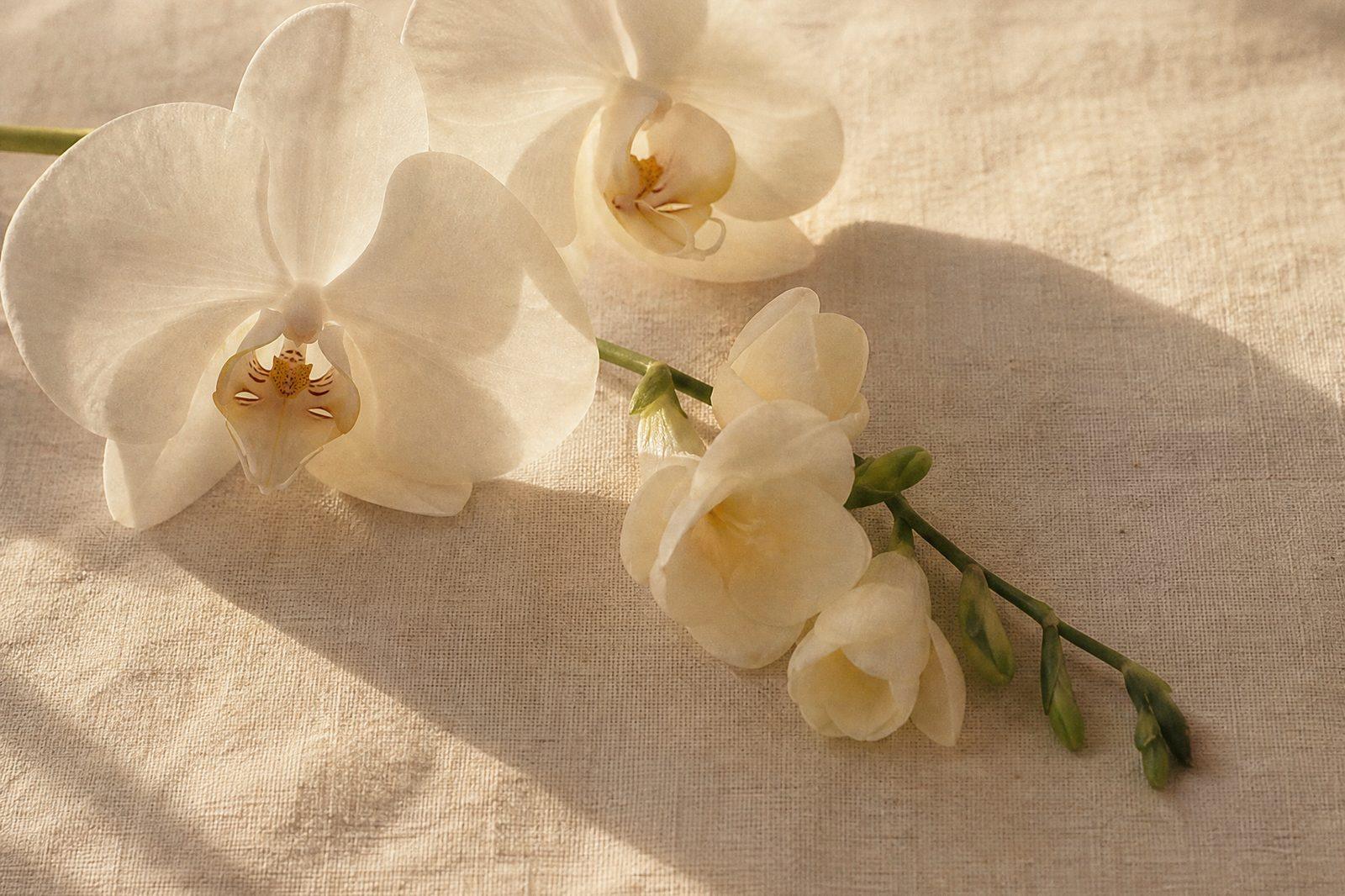 Fiori bianchi posati su lino, luce del mattino
